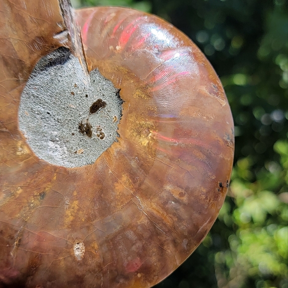 NEW 4.75" x 5.75" MADAGASCAR AGATIZED AMMONITE FOSSIL - Picture 12 of 16